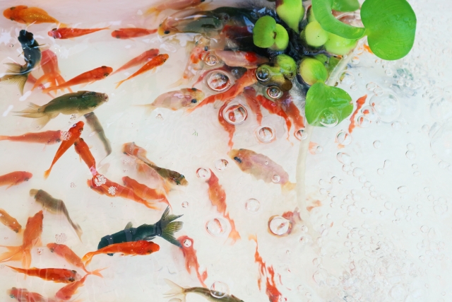 夏休みに向けて！金魚・メダカの飼い方をおさらい！長生きさせるポイントは？